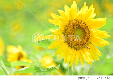 夏の花の蜜を吸う蜂 117419318