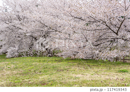 惣三郎沼公園 117419343
