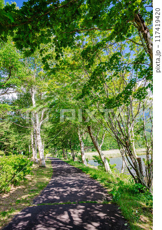 女神湖畔の白樺遊歩道 117419420