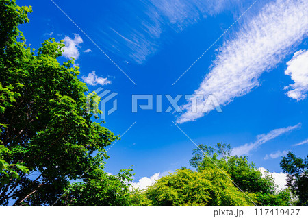 夏空と新緑の木々 夏空と新緑の木々 117419427