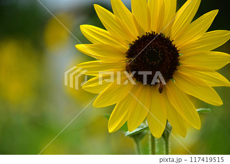 メルヘンチックなヒマワリの花 メルヘンチックなヒマワリの花 117419515