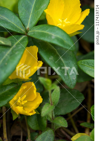 葉に隠れるコバンコナスビ 117419714