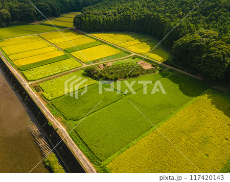 黄金色に輝く農村での空撮 黄金色に輝く農村での空撮 117420143