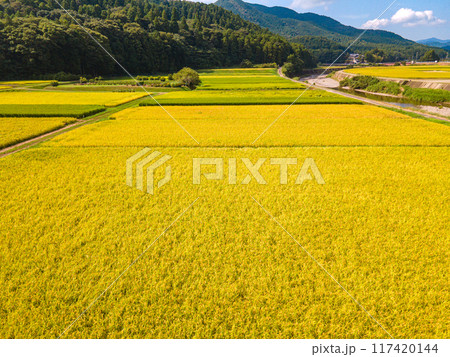 黄金色に輝く農村での空撮 黄金色に輝く農村での空撮 117420144