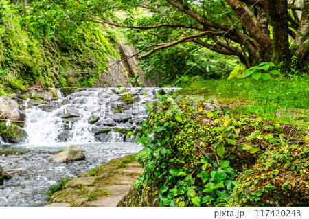 新緑の橘神社 【長崎県雲仙市】 新緑の橘神社 【長崎県雲仙市】 117420243