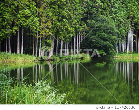 夏の龍王ケ渕 117420530