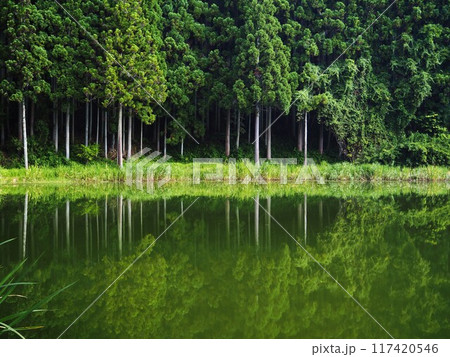 夏の龍王ケ渕 117420546