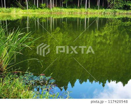 夏の龍王ケ渕 117420548