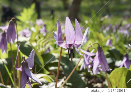 カタクリ カタクリ 117420614