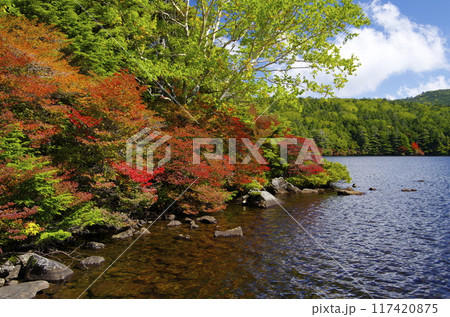 北八ヶ岳・白駒池の紅葉 北八ヶ岳・白駒池の紅葉 117420875