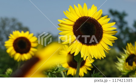 ひまわり畑 ひまわり畑 117421385