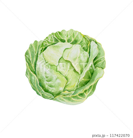 Cabbage, white. Hand drawn watercolor illustration isolated on white background. For cards, food labels, packaging, summer banners, jar stickers. Cabbage, white. Hand drawn watercolor illustration isolated on white background. For cards, food labels, packaging, summer banners, jar stickers. 117422070