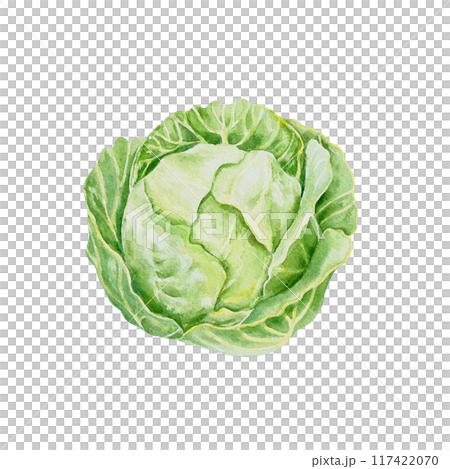Cabbage, white. Hand drawn watercolor illustration isolated on white background. For cards, food labels, packaging, summer banners, jar stickers. 117422070