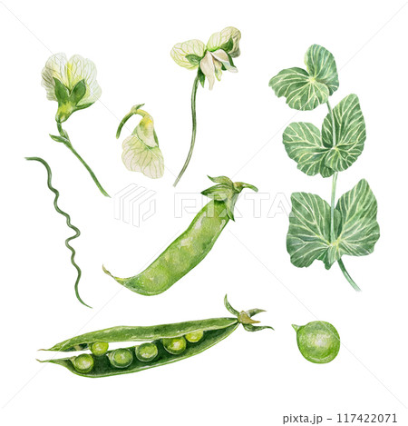 Pea plant. Set with leaves, flowers, pod, tendrils. Botanical watercolor illustration isolated. Vegetarian, harvest day cards, food packaging, labels. Pea plant. Set with leaves, flowers, pod, tendrils. Botanical watercolor illustration isolated. Vegetarian, harvest day cards, food packaging, labels. 117422071