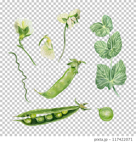 Pea plant. Set with leaves, flowers, pod, tendrils. Botanical watercolor illustration isolated. Vegetarian, harvest day cards, food packaging, labels. Pea plant. Set with leaves, flowers, pod, tendrils. Botanical watercolor illustration isolated. Vegetarian, harvest day cards, food packaging, labels. 117422071