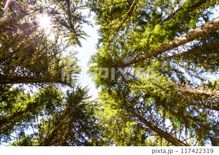 Looking up green trees forest background and sun between trunks Looking up green trees forest background and sun between trunks 117422319