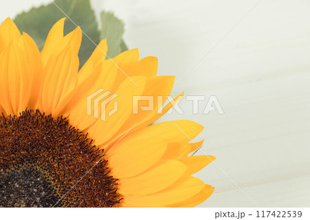 Beautiful and vibrant sunflower. Decoration and summer time. Place for text on white boards Beautiful and vibrant sunflower. Decoration and summer time. Place for text on white boards 117422539