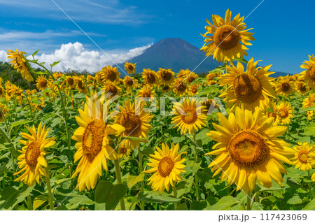 富士山とひまわり畑　山中湖　花の都公園　日本の風景 117423069