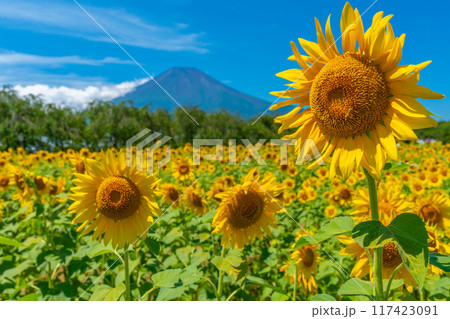 富士山とひまわり畑 山中湖 花の都公園 日本の風景 富士山とひまわり畑 山中湖 花の都公園 日本の風景 117423091