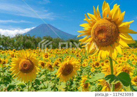 富士山とひまわり畑　山中湖　花の都公園　日本の風景 117423093