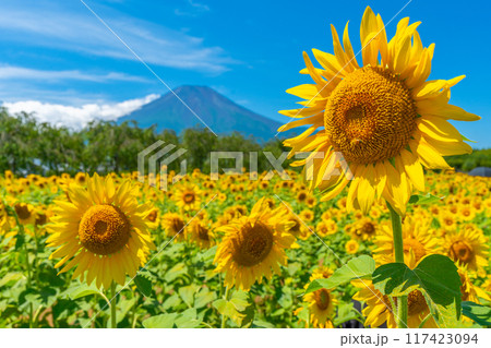 富士山とひまわり畑 山中湖 花の都公園 日本の風景 富士山とひまわり畑 山中湖 花の都公園 日本の風景 117423094