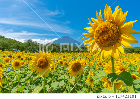 富士山とひまわり畑 山中湖 花の都公園 日本の風景 富士山とひまわり畑 山中湖 花の都公園 日本の風景 117423101