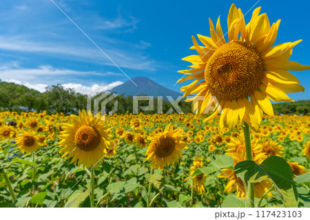 富士山とひまわり畑　山中湖　花の都公園　日本の風景 117423103