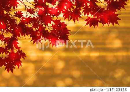 穏やかな秋のひととき、水面のきらめきとモミジの風景 穏やかな秋のひととき、水面のきらめきとモミジの風景 117423188