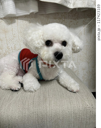 仔犬 仔犬 117423189