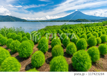 富士山とコキア 河口湖 富士山とコキア 河口湖 117423284