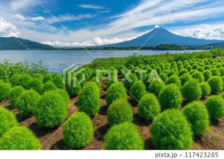 富士山とコキア　河口湖 117423285