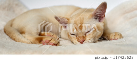 Adorable red Burmese kitten sleeping or resting sweetly 117423628