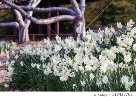 Dandenong Ranges Botanic Garden in Olinda Australia 117423768