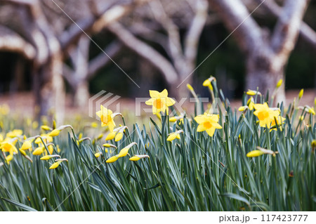 Dandenong Ranges Botanic Garden in Olinda Australia 117423777