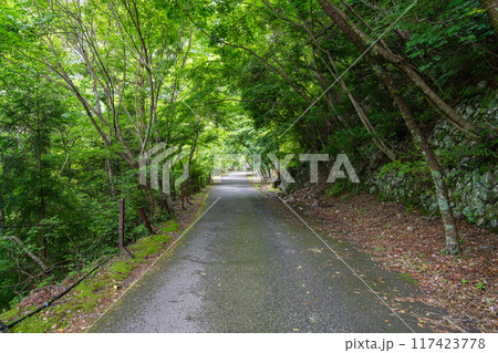 夢のつり橋から寸又峡渓谷尾崎坂展望台までの緑に囲まれた道の風景(静岡県) 117423778