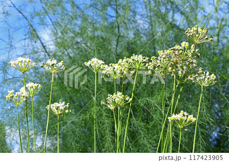 ニラの花と実 ニラの花と実 117423905
