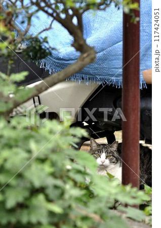 草むらに潜む猫 草むらに潜む猫 117424051