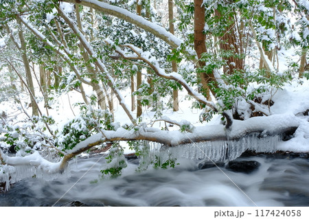 雪と氷柱の冬のるり渓 117424058