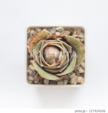 Greenovia Diplocycla plant succulent on white background 117424208