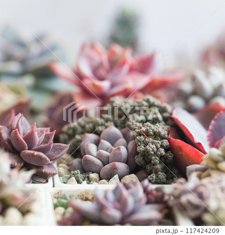 Floral botanical background with succulent flower rosette 117424209