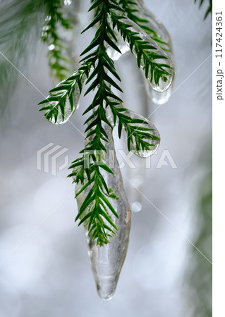 るり渓の杉につく氷柱 117424361