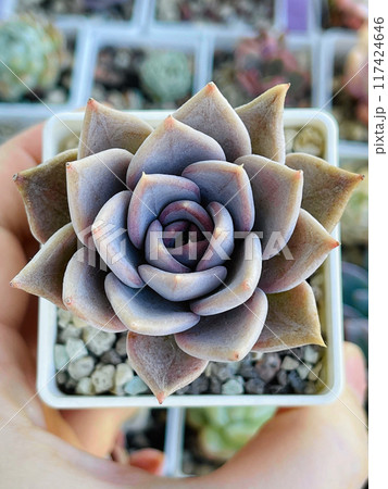 Perfect Echeveria Snow Queen succulent plant close up. Flower rosette in human hand, top view Perfect Echeveria Snow Queen succulent plant close up. Flower rosette in human hand, top view 117424646