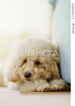 リビングで伏せしてまったりモードのオーストラリアンラブラドゥードル 117424828