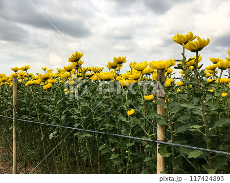 The vibrant chrysanthemum in a row of the organic farm. The vibrant chrysanthemum in a row of the organic farm. 117424893