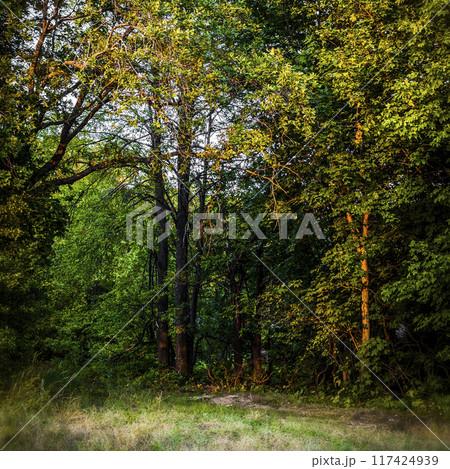 Detail of woodland Detail of woodland 117424939