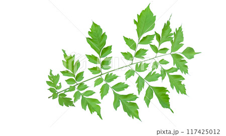 Cut out image of Indian cork or Millingtonia hortensis leaves with clipping paths, set against a white background. 117425012