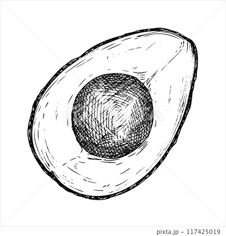 Avocado hass graphic vector illustration, hand drawn sketch of vegetable,sliced avocado. Botanical drawing of tropical fruit. Engraving for food packaging design. Plant sketch Avocado hass graphic vector illustration, hand drawn sketch of vegetable,sliced avocado. Botanical drawing of tropical fruit. Engraving for food packaging design. Plant sketch 117425019