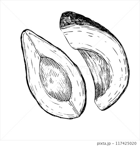 Avocado hass graphic vector illustration, hand drawn sketch of vegetable,sliced avocado. Botanical drawing of tropical fruit. Engraving for food packaging design. Plant sketch Avocado hass graphic vector illustration, hand drawn sketch of vegetable,sliced avocado. Botanical drawing of tropical fruit. Engraving for food packaging design. Plant sketch 117425020