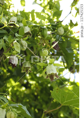 ジイソブの花 117425153