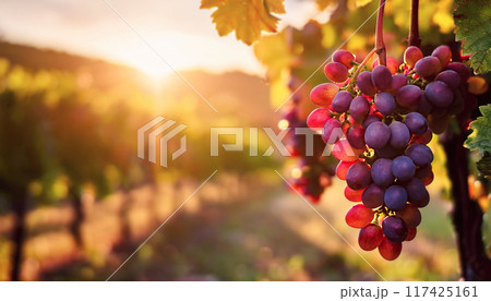 Red grape ripening in the sun rays on a vineyard. Soft sunset light with view to the vine fields in the background 117425161